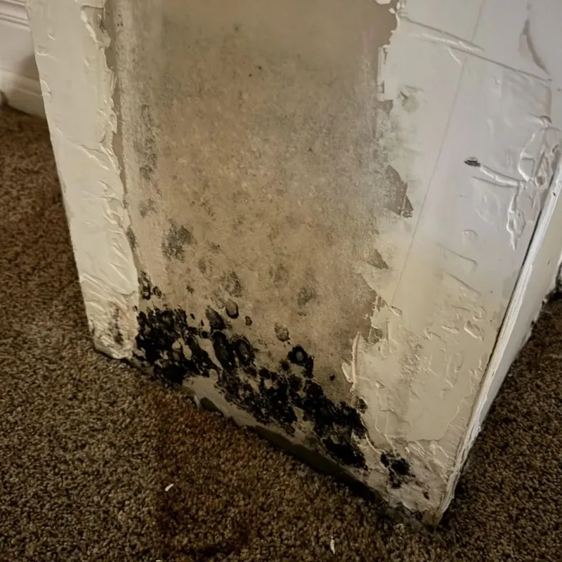 Professional Mold Removal in Harrisburg, SD